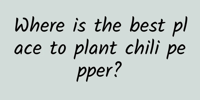 Where is the best place to plant chili pepper?