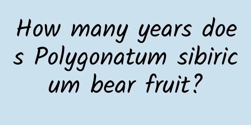 How many years does Polygonatum sibiricum bear fruit?