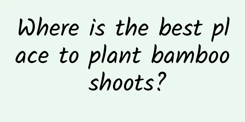 Where is the best place to plant bamboo shoots?