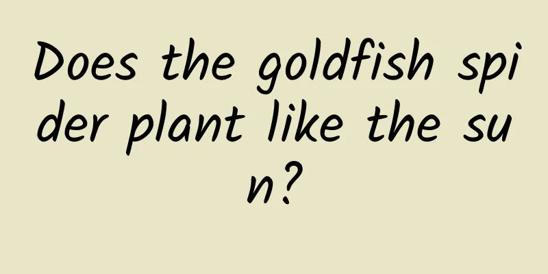 Does the goldfish spider plant like the sun?