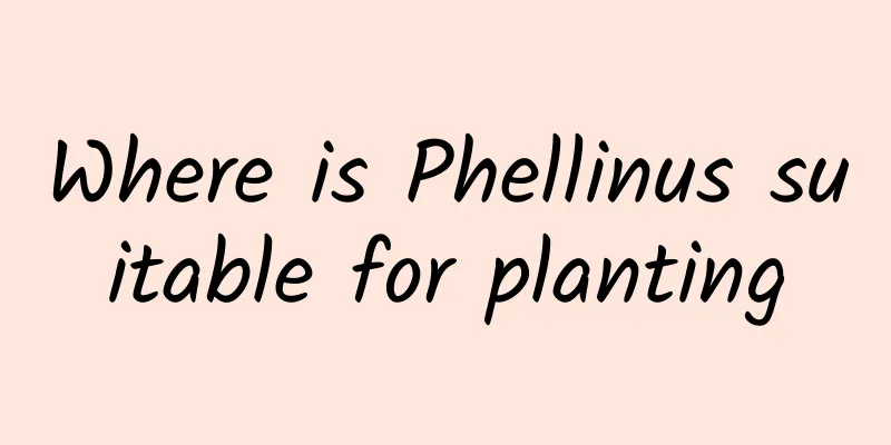 Where is Phellinus suitable for planting