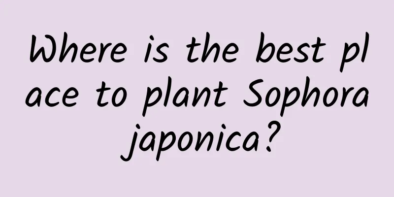 Where is the best place to plant Sophora japonica?