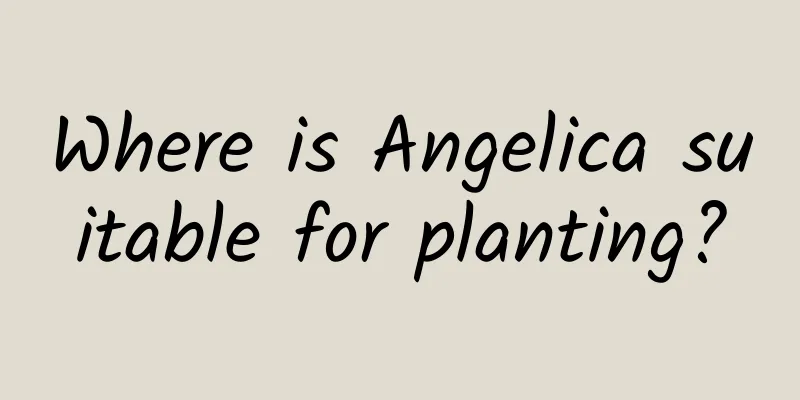 Where is Angelica suitable for planting?
