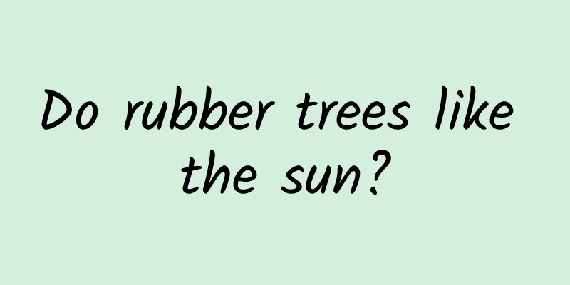 Do rubber trees like the sun?
