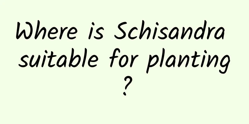 Where is Schisandra suitable for planting?
