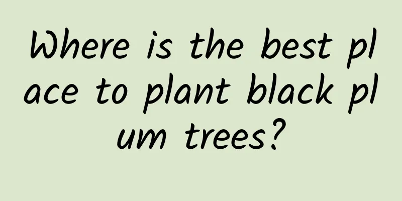 Where is the best place to plant black plum trees?