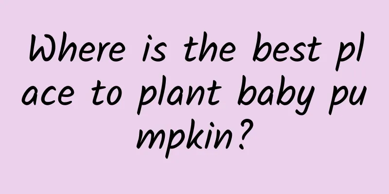 Where is the best place to plant baby pumpkin?