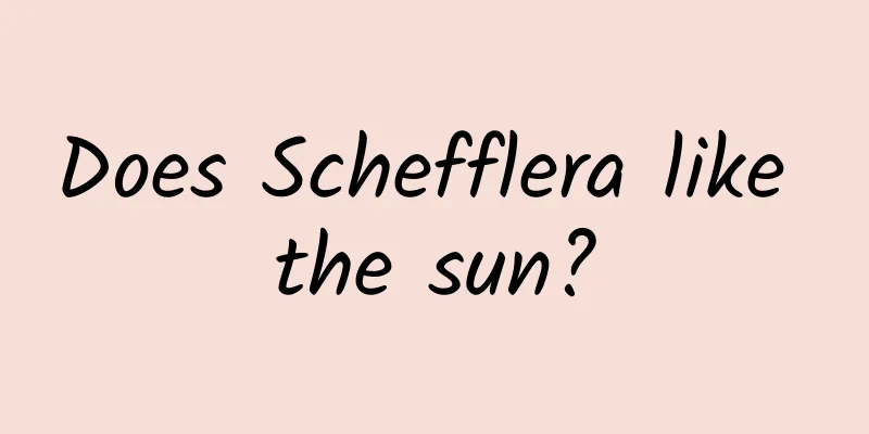 Does Schefflera like the sun?