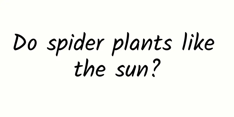 Do spider plants like the sun?