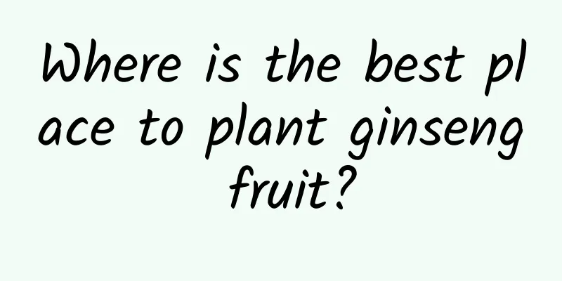Where is the best place to plant ginseng fruit?
