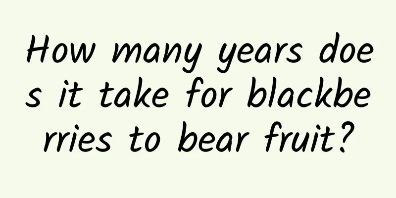 How many years does it take for blackberries to bear fruit?