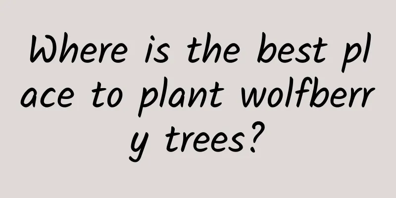 Where is the best place to plant wolfberry trees?