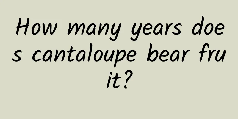 How many years does cantaloupe bear fruit?