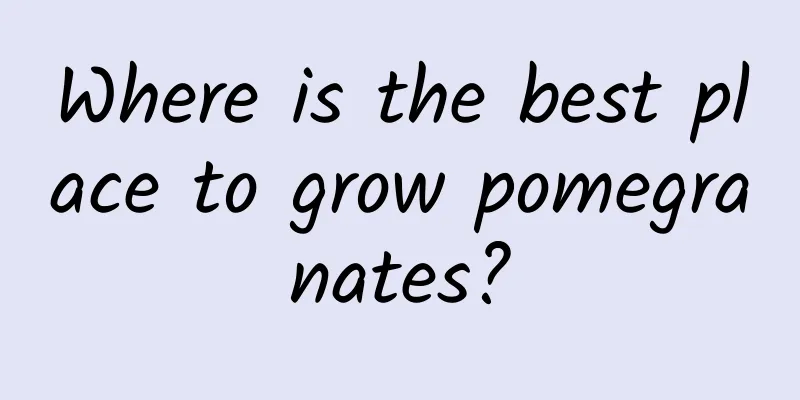 Where is the best place to grow pomegranates?