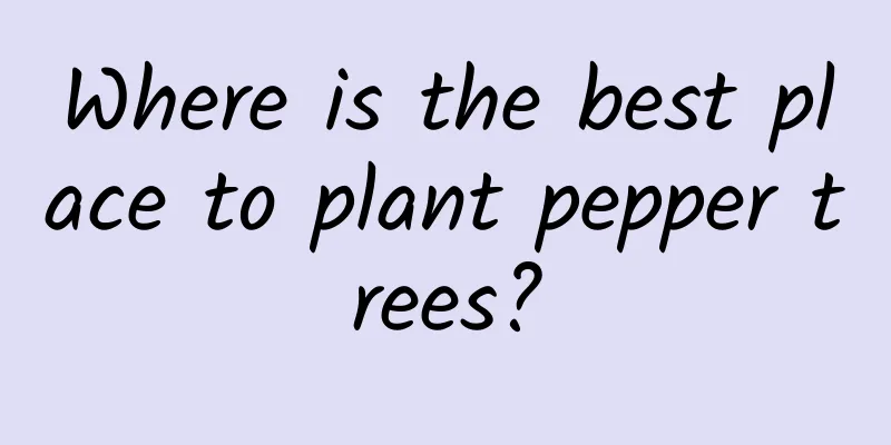 Where is the best place to plant pepper trees?