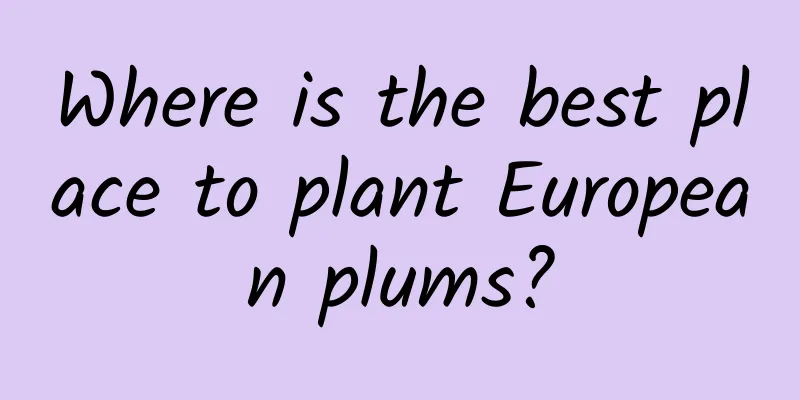 Where is the best place to plant European plums?