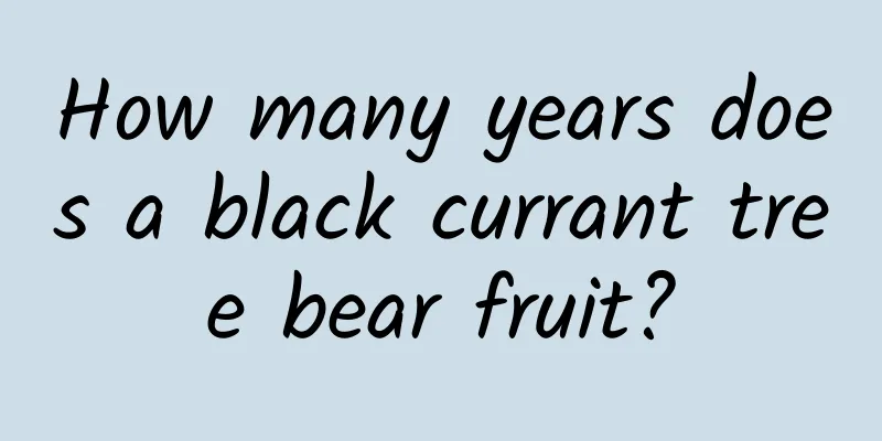 How many years does a black currant tree bear fruit?