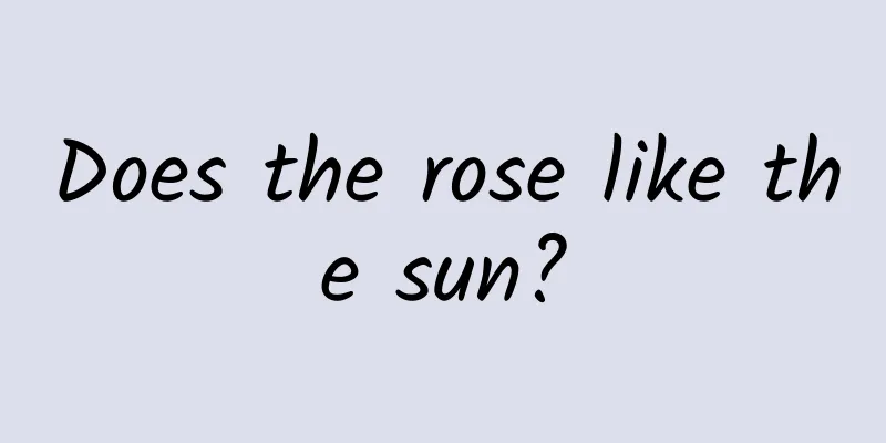 Does the rose like the sun?