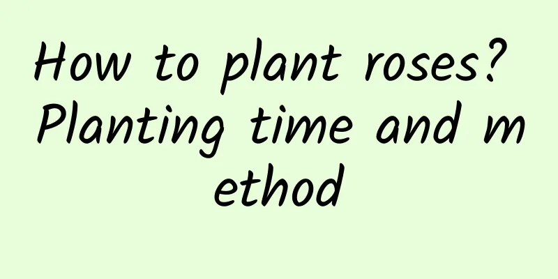 How to plant roses? Planting time and method