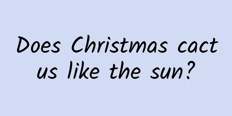 Does Christmas cactus like the sun?