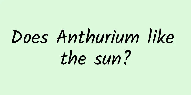 Does Anthurium like the sun?
