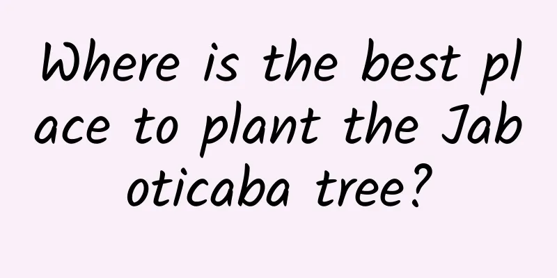 Where is the best place to plant the Jaboticaba tree?