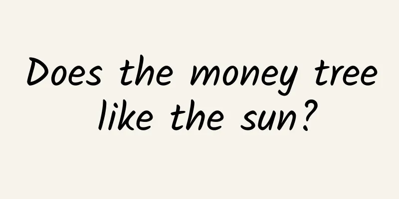 Does the money tree like the sun?