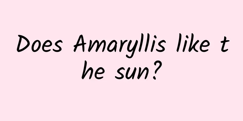 Does Amaryllis like the sun?