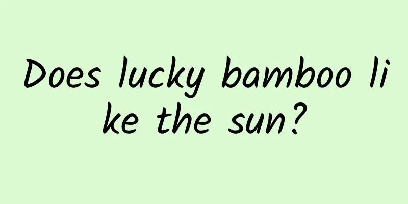 Does lucky bamboo like the sun?