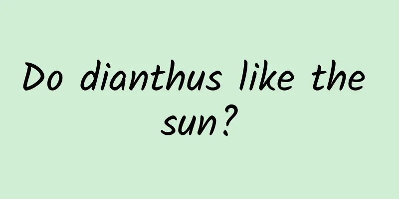 Do dianthus like the sun?