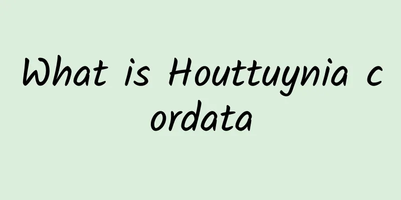 What is Houttuynia cordata