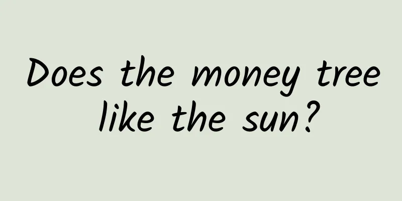 Does the money tree like the sun?