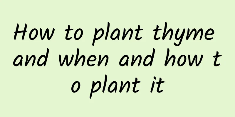 How to plant thyme and when and how to plant it