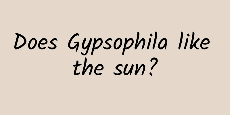 Does Gypsophila like the sun?