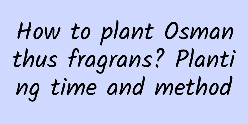 How to plant Osmanthus fragrans? Planting time and method