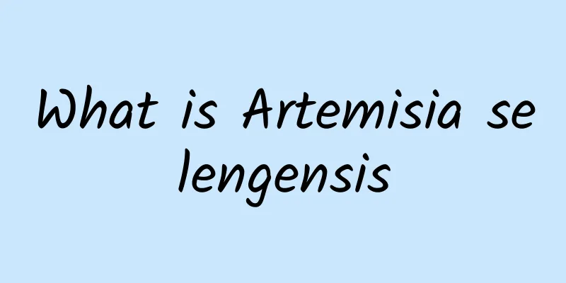 What is Artemisia selengensis