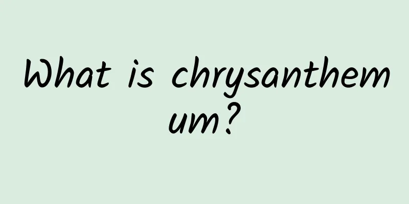 What is chrysanthemum?