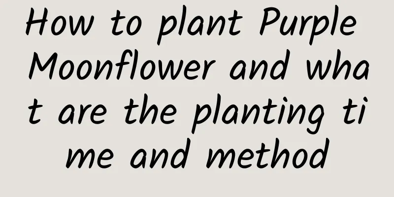 How to plant Purple Moonflower and what are the planting time and method