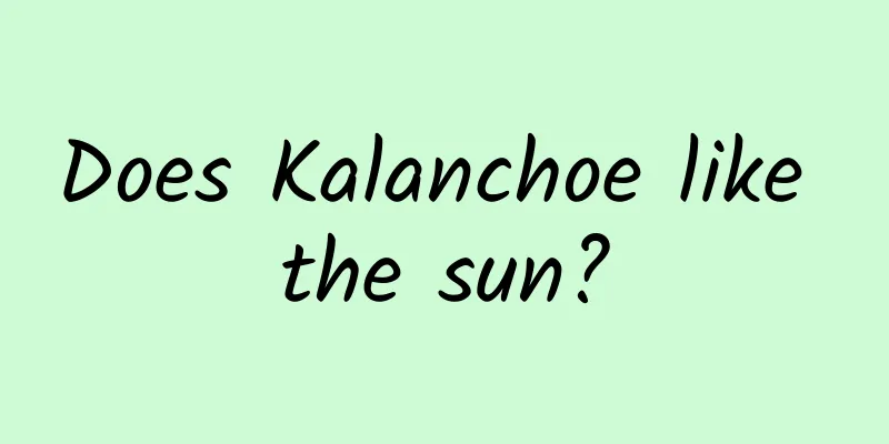 Does Kalanchoe like the sun?