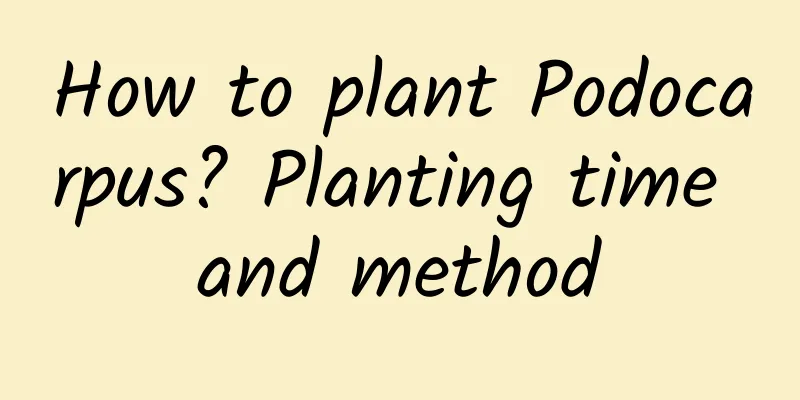 How to plant Podocarpus? Planting time and method