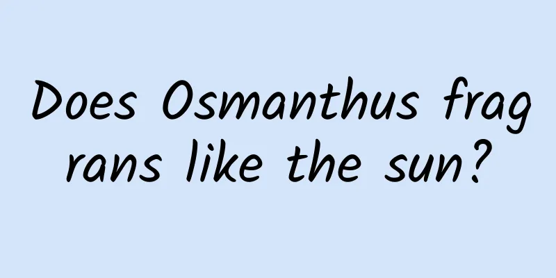 Does Osmanthus fragrans like the sun?