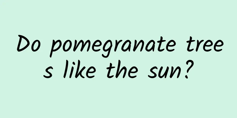 Do pomegranate trees like the sun?