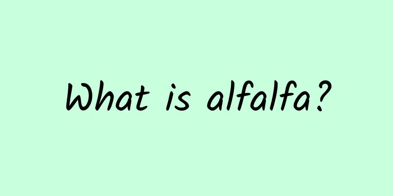 What is alfalfa?