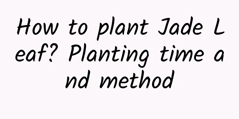 How to plant Jade Leaf? Planting time and method