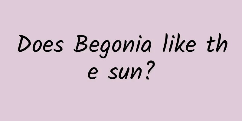 Does Begonia like the sun?