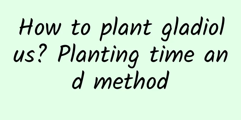 How to plant gladiolus? Planting time and method