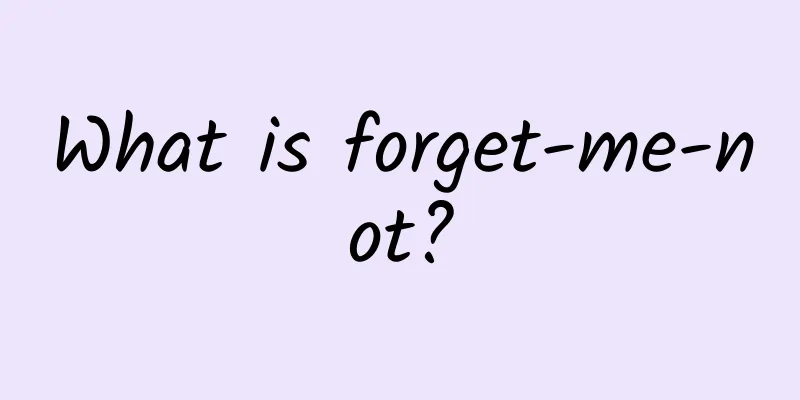 What is forget-me-not?