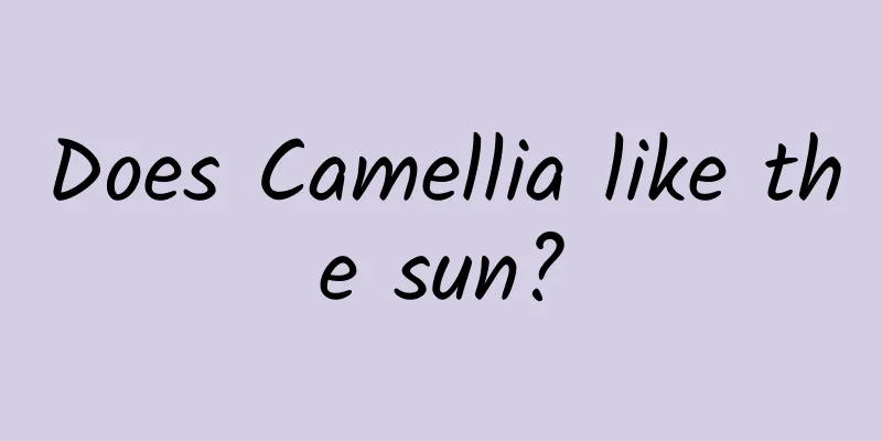 Does Camellia like the sun?