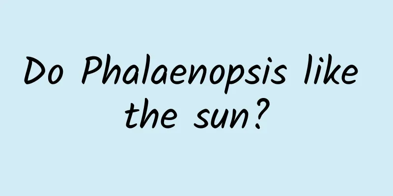 Do Phalaenopsis like the sun?