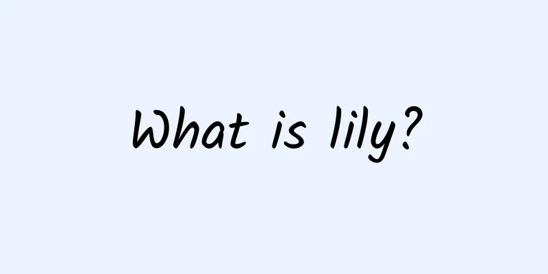 What is lily?